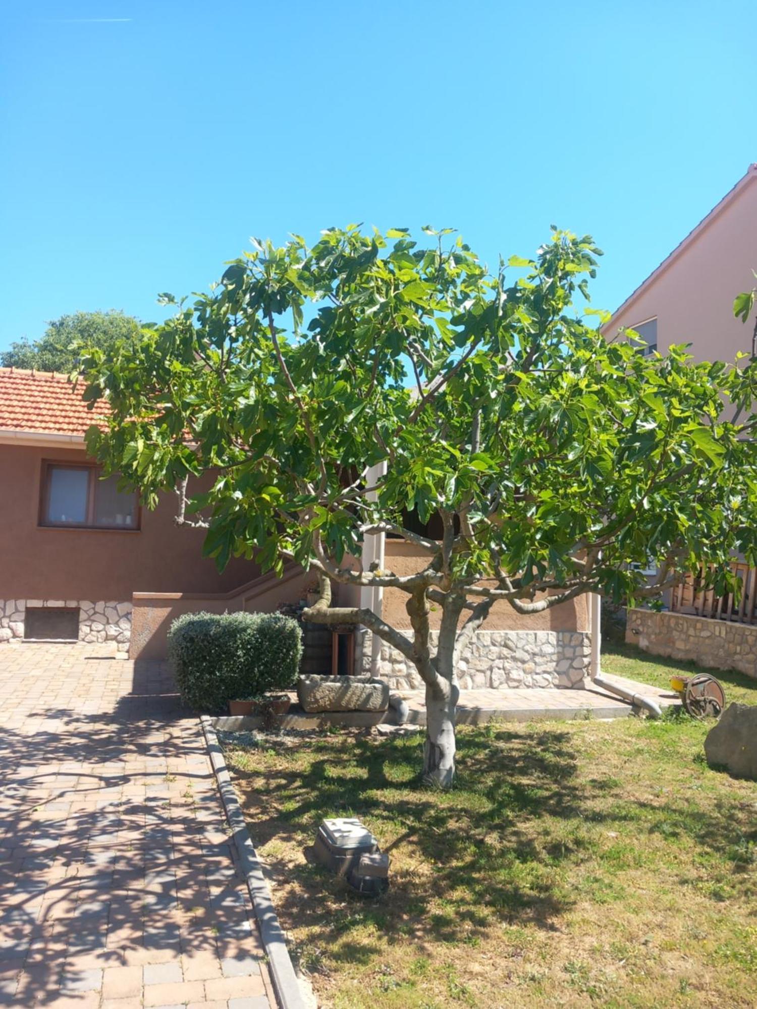 Apartmani Goga Biograd Na Moru Exterior foto